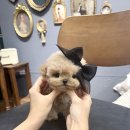 메종드퍼피 이미지