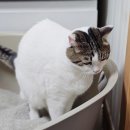펫비서 | 고양이 방광염 예방, 화장실 배변 배뇨 체크하는 펫비서