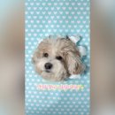 멍문대 애견유치원 이미지