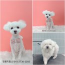 멍뭉이발소 이미지