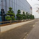 성실조경