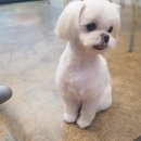 영희와바둑이 애견미용샵 | 광주애견미용 추천 영희와바둑이애견미용샵 믿을수있어