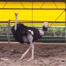 한길타조농장 이미지