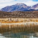 미국-Mono Lake &amp; Maple Tree 이미지