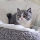 대전고양이분양 비비냥 이미지