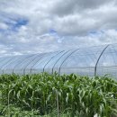 연세농장 이미지