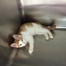 4u동물메디컬센타 이미지