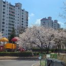금호읍-신월리-8 | 2022 벚꽃놀이는 영천에서!(부농딸기&전투메모리얼파크)