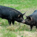 제주흑돼지 이미지