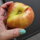 홍백농장 이미지