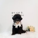 땡자네 묭실 이미지