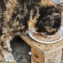 샘터동물병원 이미지