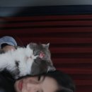 차차그루밍 이미지