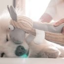 포인트동물의료센터 이미지