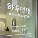 하루댕댕 이미지