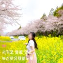 제주:) 오늘 | 제주 녹산로유채꽃길 벚꽃 실시간 후기(2026.04.01 기준)