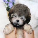 강아지분양 퍼피베이비 이미지