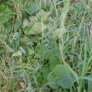 해남 밤고구마 판매합니다 이미지