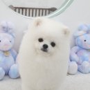 섬댕 강아지 미용실 | 영종도애견미용 섬세하게 잘하는 가위컷 섬댕 강아지미용실 방문 후기