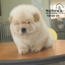 차우차우