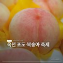옥천농장 | 달콤함에 빠진 충북 옥천 포도·복숭아 축제 방문 후기! 주차, 시식, 구매 꿀팁 총정리