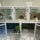 아이파크 애견미용실 | 우리집 강아지들 단골 미용실, “맘스펫” 다산신도시 애견 미용 호텔