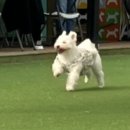 펫클럽 - 광진구 천호대로 646 | 펫클럽