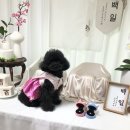 메디힐동물병원 | [광명 동물병원] 메디힐 동물병원- 외과전문 병원 초 강추