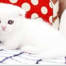 부천강아지분양 고양이분양 24시 데려가개 부천점 이미지