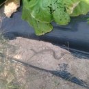 비암농장 이미지