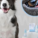 강아지톡 이미지