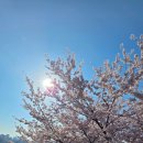 경기화성 | 수원 벚꽃 코스 어디가 좋을까 구경기도청 팔달산 화성행궁 실시간 후기