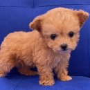 내품안의반려견광명점 이미지