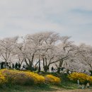 경주 벚꽃 드라이브 명소 🌸 흥무로 벚꽃길 낮·야경까지 완벽 후기!