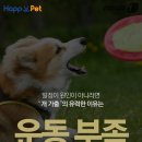 멍멍이집 이미지