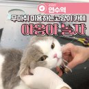 야옹아 놀자 | 인천 동춘동 연수동 무마취 미용하는 고양이 카페 &#34;야옹아 놀자&#34; 내돈내산 - 가격 및 주차정보