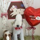 알로하펫 이미지