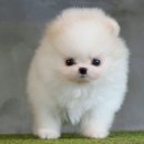 구산동강아지 이미지