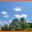 【윤승원 행복 에세이】 나무하다 산삼을 캐다니… 이미지