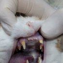 페트로 동물병원 이미지