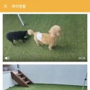 하이멍뭉 이미지