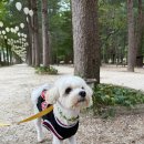 제 2회 김목경 블루스 페스티벌 | 서울 근교 당일치기 여행 가평 남이섬 먹거리 입장료 주차장 할인 팁 애견동반 놀이터 아이 놀거리 축제...