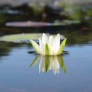 탐관오리 이미지