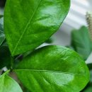 다시농장 이미지