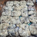9월5일 군산 루미호, 9월6일 무창포 킹피쉬호 1박2일 쭈꾸미 낚시 정출 본공지 (마감) 이미지