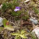 벌레잡이제비꽃 [common butterwort (Pinguicula vulgaris)] 이미지