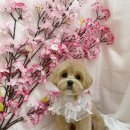 코멜리 펫샵 이미지