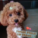 메르벨르리조트 이미지