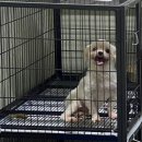 매일행복하개 이미지