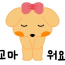 송이애견 이미지